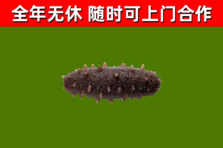 苏尼特左烟酒回收干海参.jpg